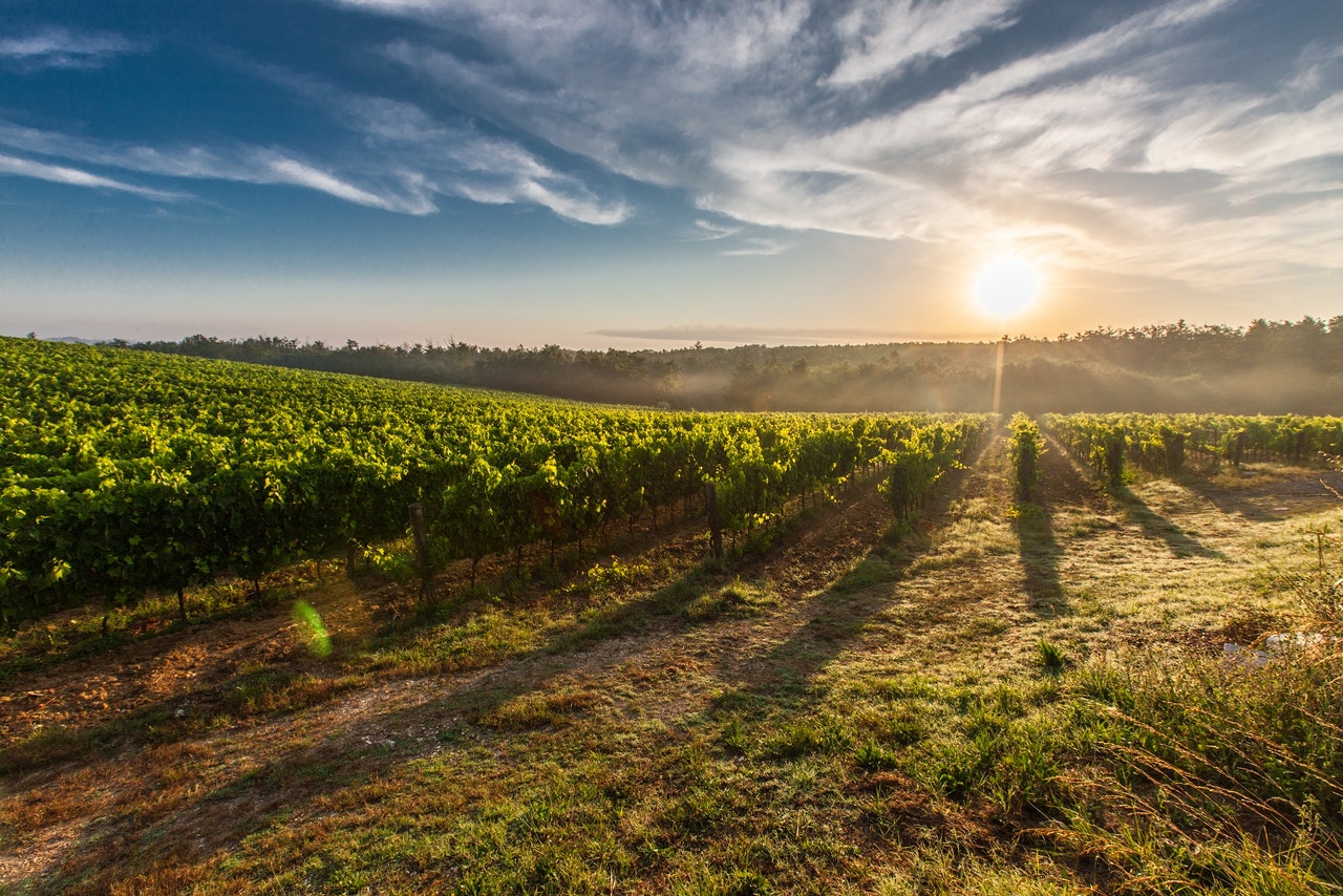 Il Vino Senza Solfiti